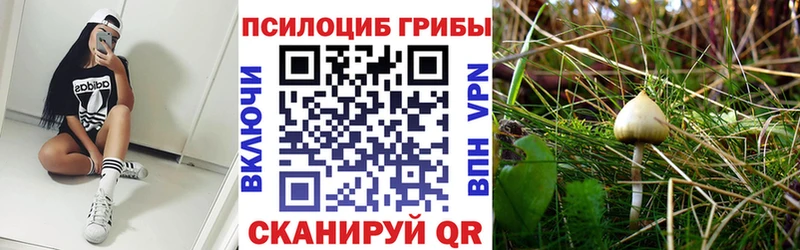 где найти   KRAKEN ссылка  Псилоцибиновые грибы Psilocybe  Энгельс 